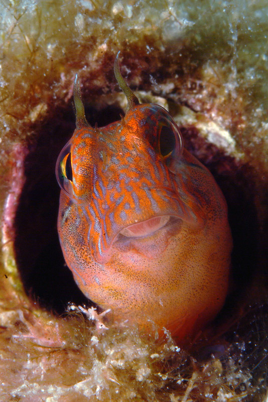 Blennidi